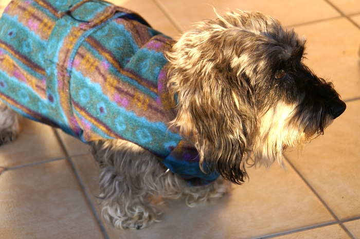 PICT2192 small MILLI in NEW COAT.jpg - 274114 Bytes